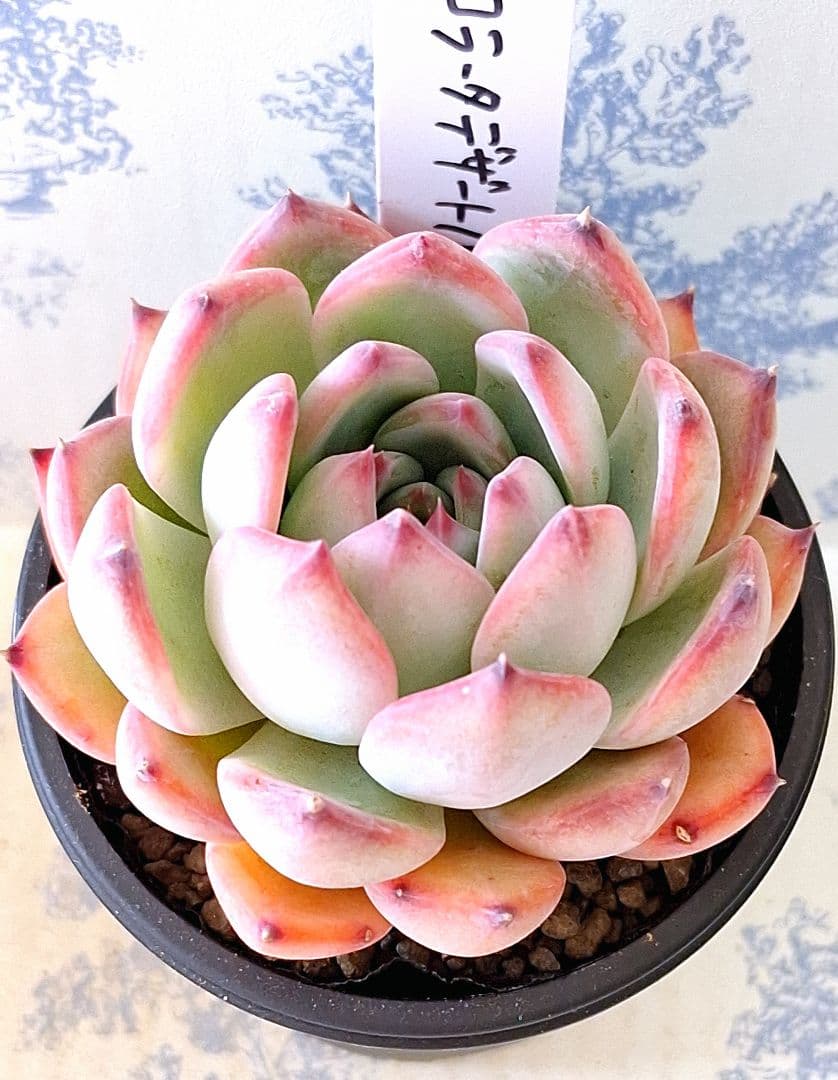コロラータデザートハーモニー札付きポットごとメルカリ便simijimiさん苗