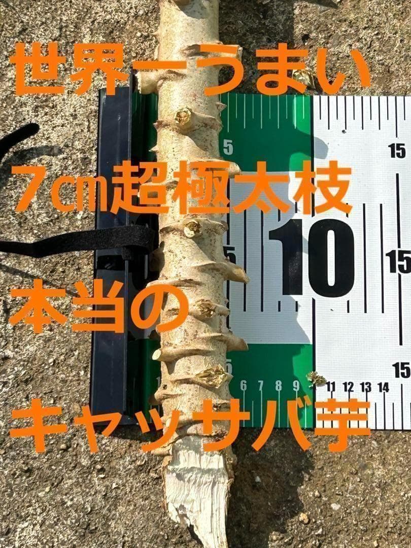 25本前後◆世界一、ゴールデン・キャッサバ＝太葉種◆挿し木枝◆60サイズ箱に満杯