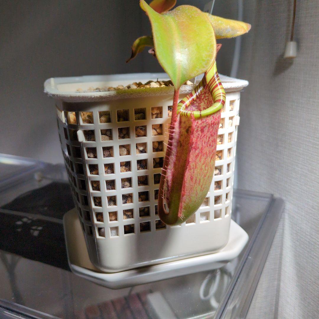 ウツボカズラ　N.交配種　ネペンテス　食虫植物