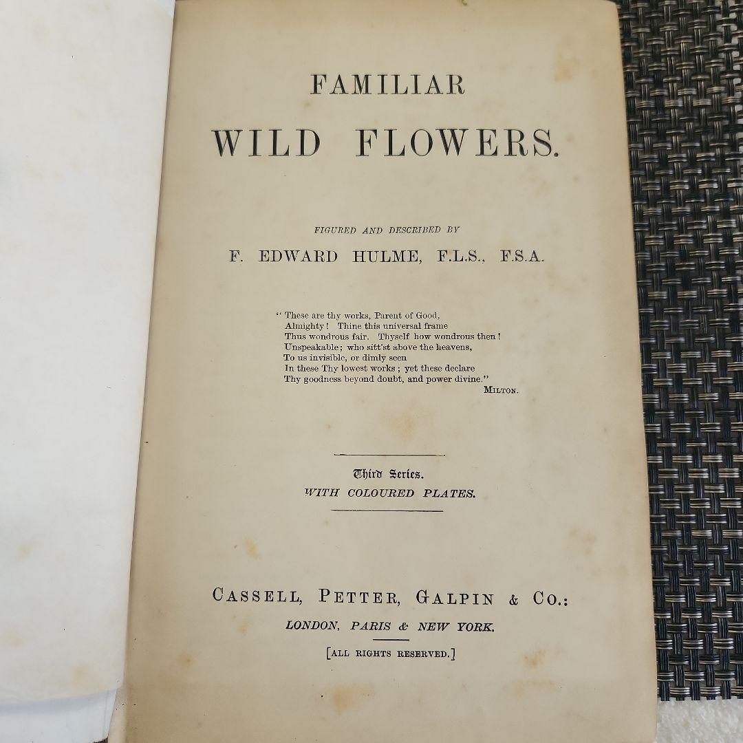 植物図鑑　洋書　古書　ボタニカルアート　アンティーク　リトグラフ　25