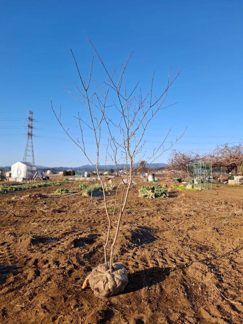 ハウチワカエデ　山彩り　雑木　－－アオダモ、アオハダ、モミジ、カエデーー