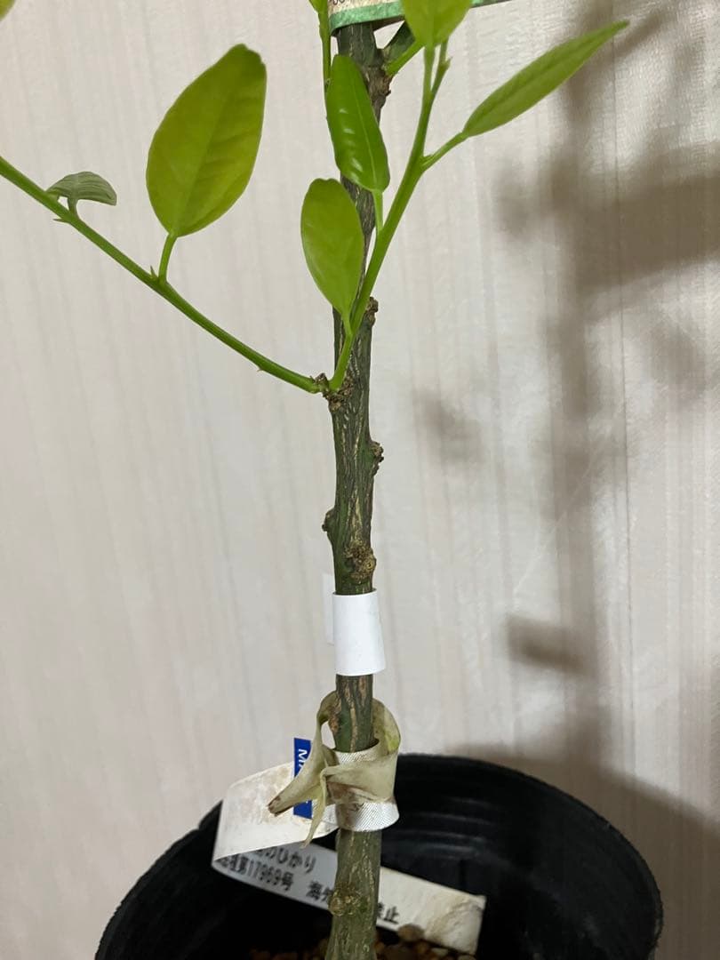 みかん苗木　西南のひかり　接木　　蕾付き