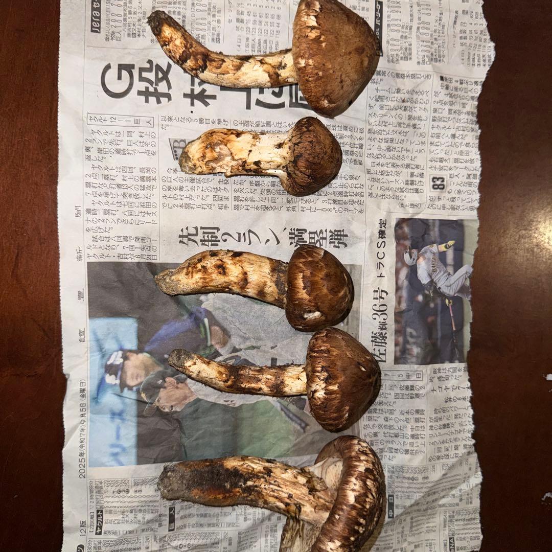 新鮮 椎茸 248g 大きめ
