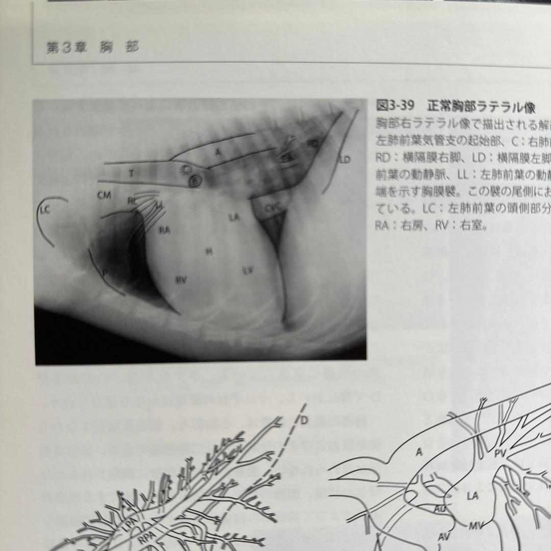 獣医　犬と猫のX線および超音波診断学 (裁断済)