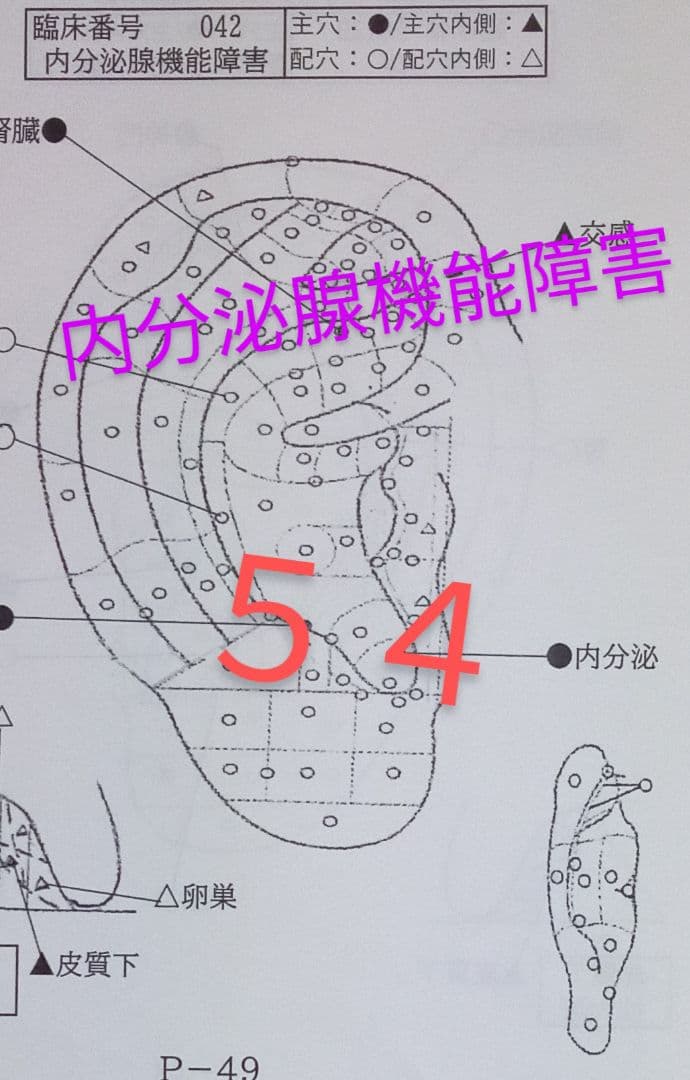 Bc耳臨床54例集+臓器躯体ラミネート加工+解説プリント13set