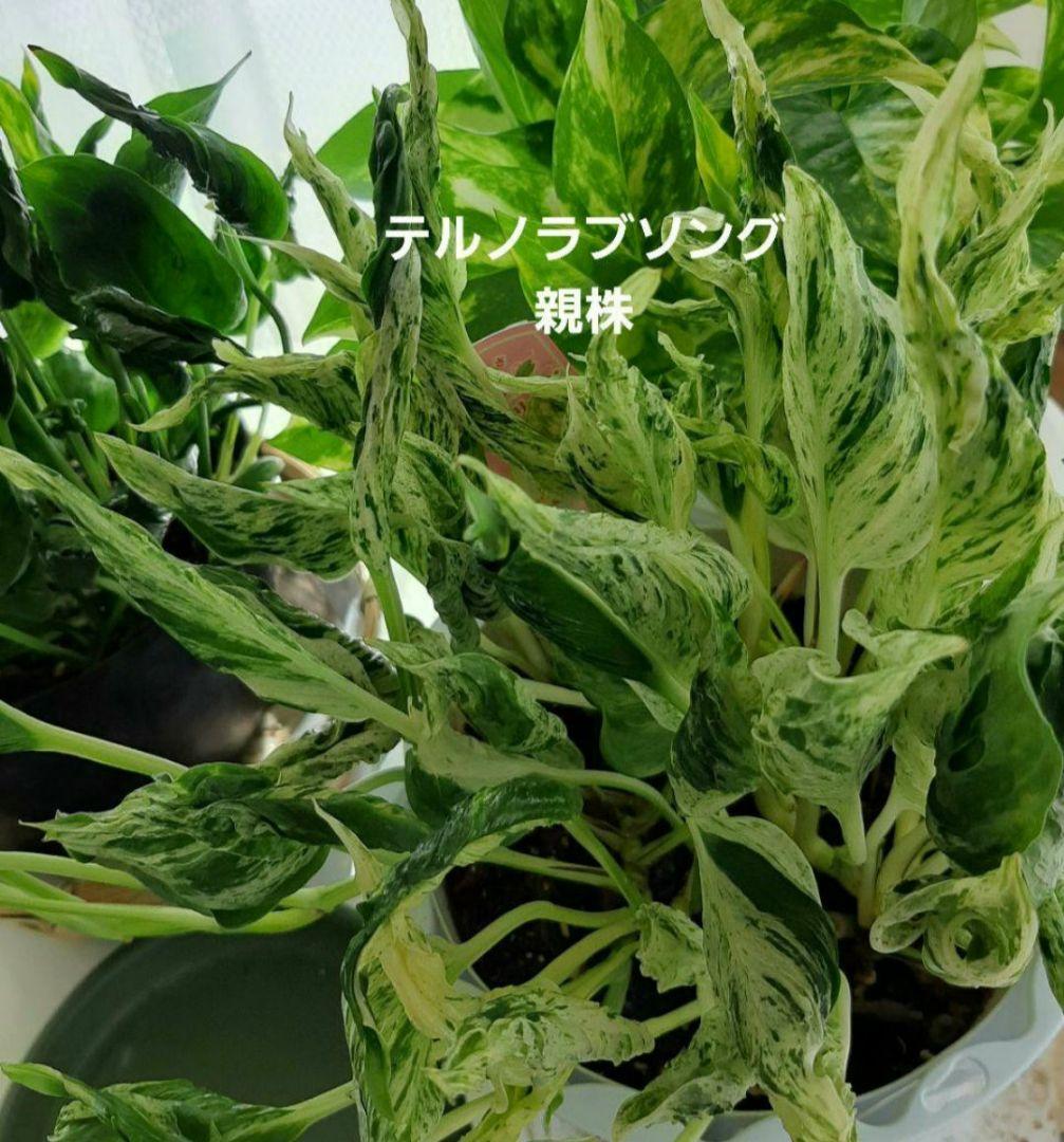 ゆきだるま　ポトスリクエスト