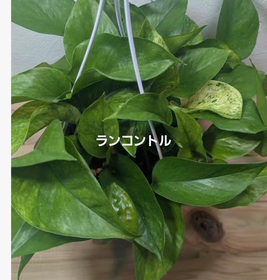 ゆきだるま　ポトスリクエスト