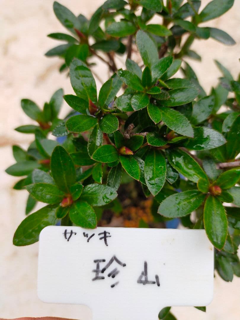 Ysh_sugawara69 です。珍山皐月。