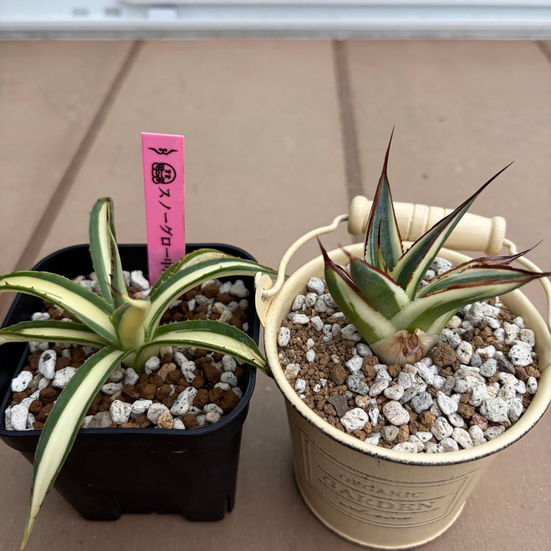 アガベ　スノーグロー黄中斑　スノーグロー　セット