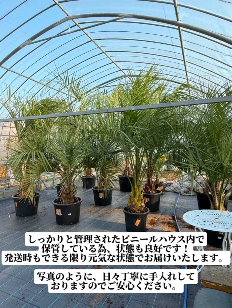 ココスヤシシルバーリーフ 【極太】葉先170cm 幹回り110cm 幹高40cm