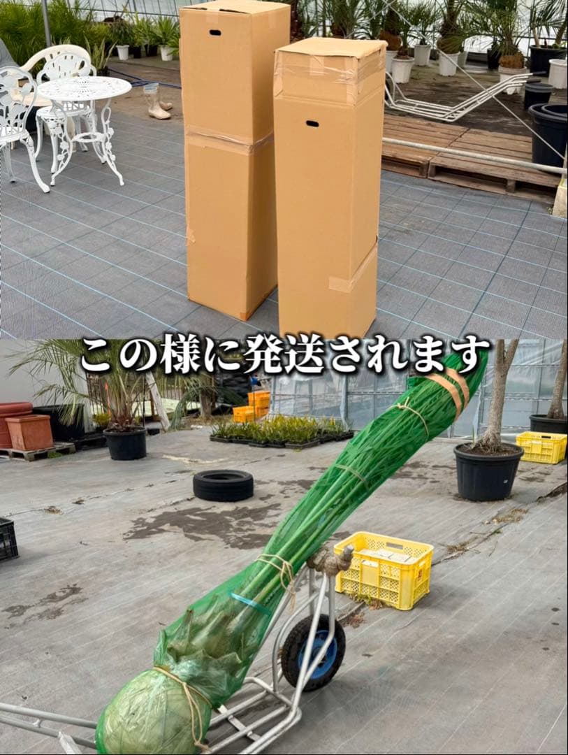 ココスヤシシルバーリーフ 【極太】葉先170cm 幹回り110cm 幹高40cm