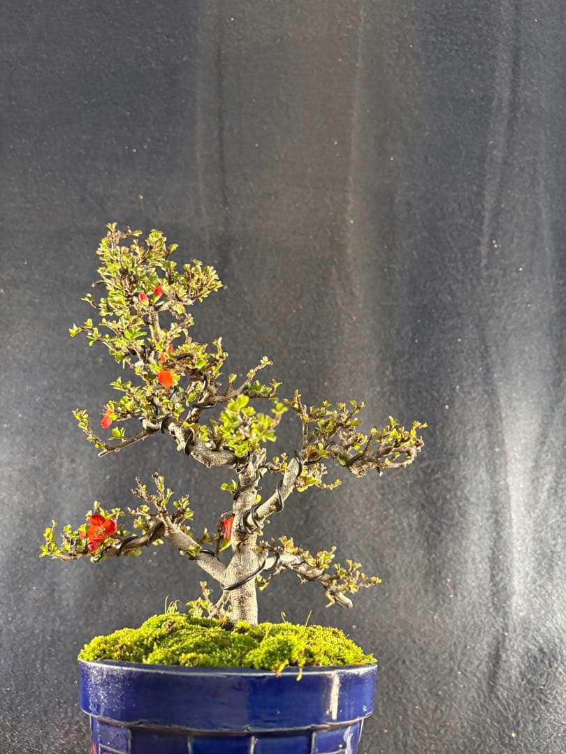 貴風盆栽、長寿梅、模様木、花、花芽付き 目立った傷や汚れ無し