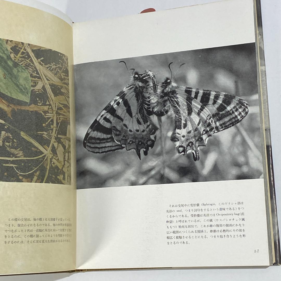 生態写真 ヒメギフチョウ 田淵行男