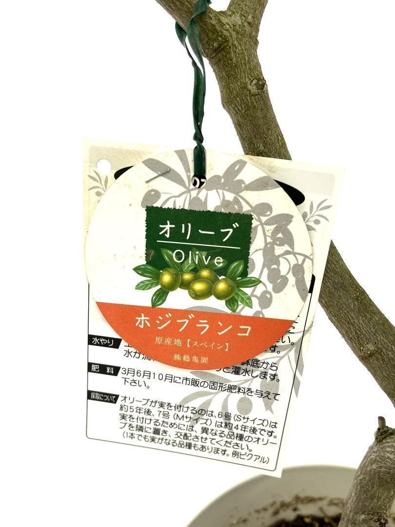 オリーブの木　ホジブランコ　13号　約140cm　NO.1830　古木 人気品種