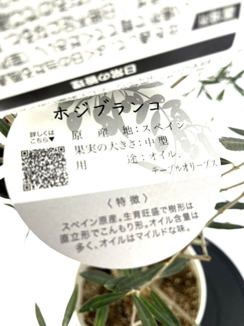 オリーブの木　ホジブランコ　13号　約140cm　NO.1830　古木 人気品種