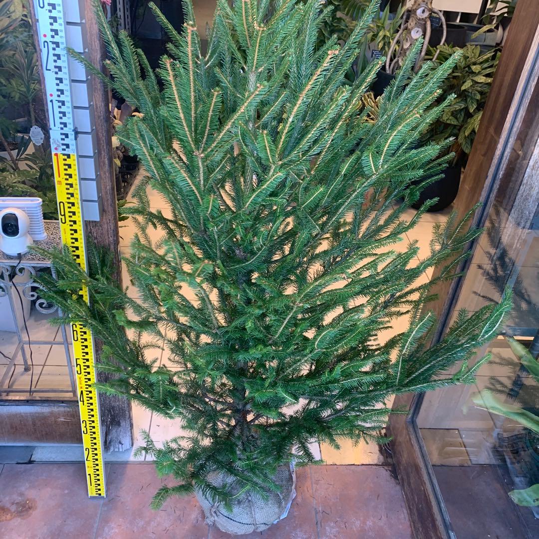 もみの木　モミのキ　苗木　170cm
