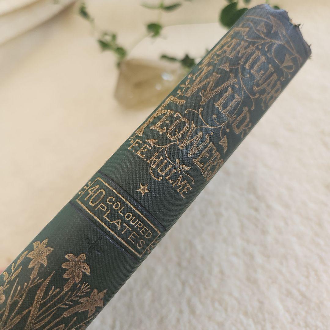 植物図鑑　洋書　古書　ボタニカルアート　アンティーク　リトグラフ　27