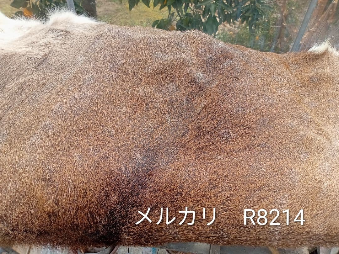 天然日本鹿　毛皮　ラグ　オマケ付き