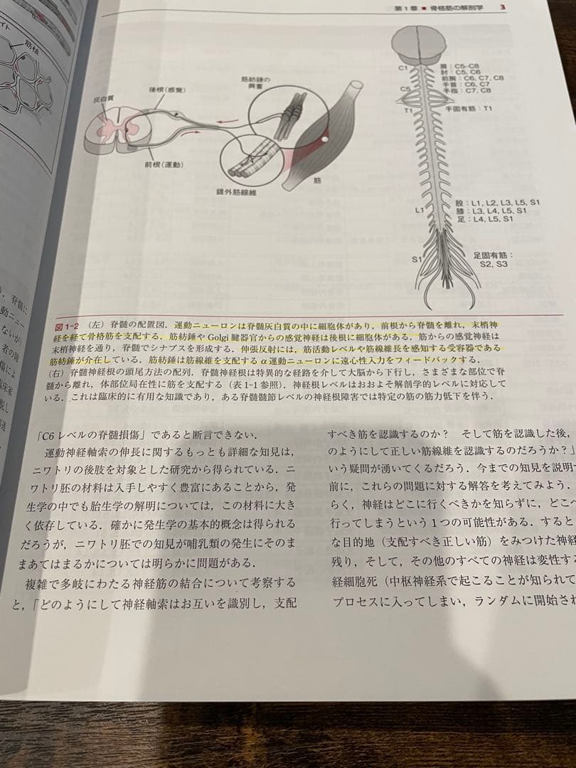 骨格筋の構造・機能と可塑性