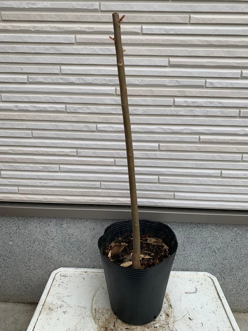 ★送料込み、香椿苗木 ★チャンチン苗木 紅油香椿 65センチ以上￼