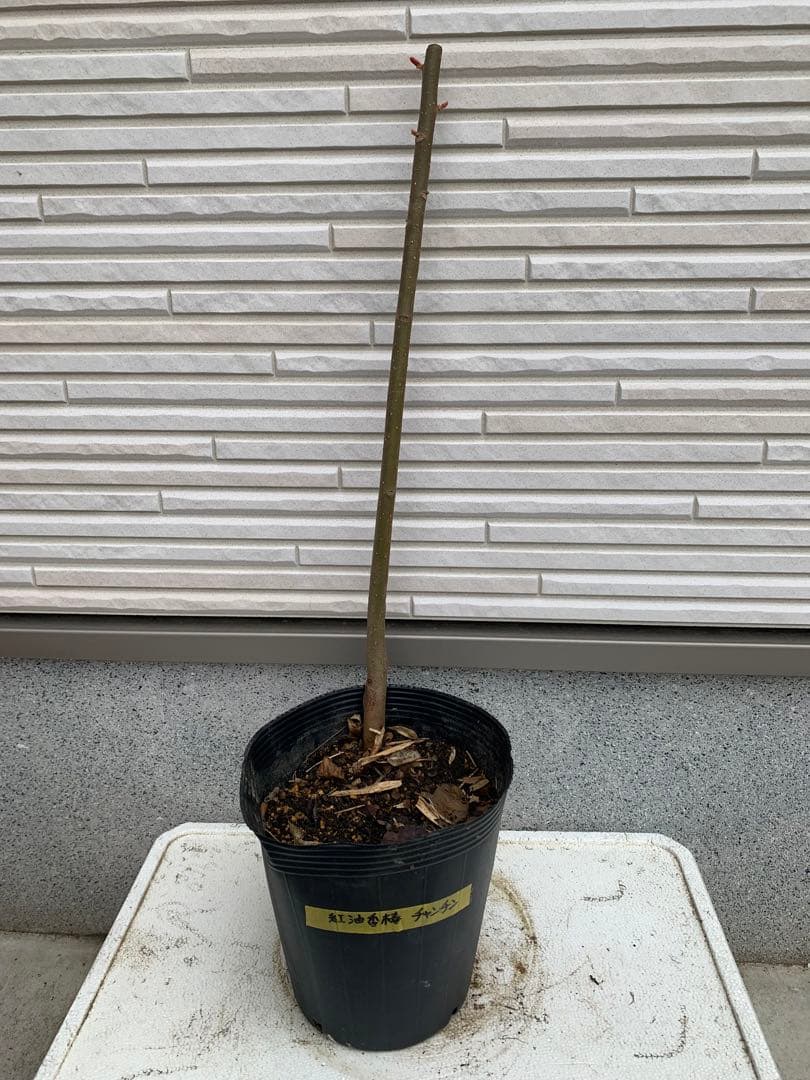 ★送料込み、香椿苗木 ★チャンチン苗木 紅油香椿 65センチ以上￼