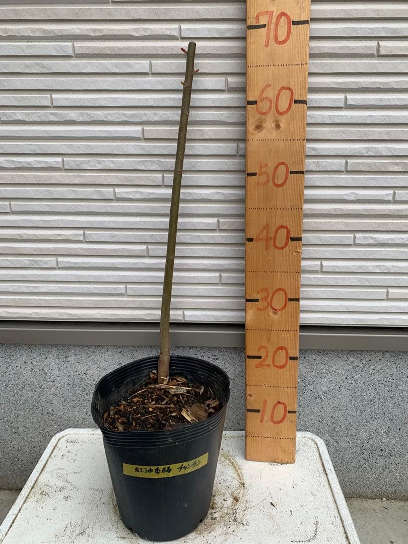★送料込み、香椿苗木 ★チャンチン苗木 紅油香椿 65センチ以上￼