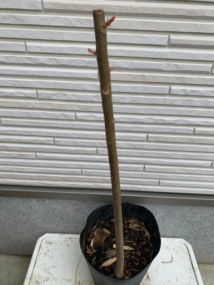 ★送料込み、香椿苗木 ★チャンチン苗木 紅油香椿 65センチ以上￼