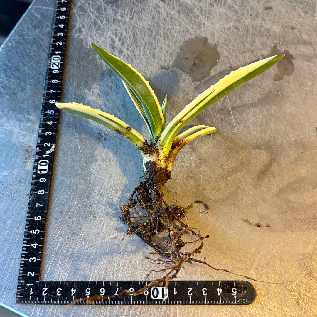 ✨2026✨アガベ アメリカーナ 斑入り②リュウゼツラン 覆輪竜舌蘭苗 覆輪錦