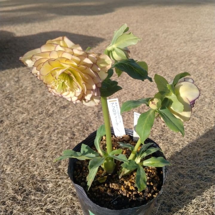加藤農園。クリーム色と紫の縁取りの花アフロディーテ多弁系八重咲き。No13。