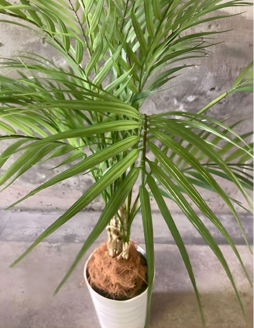 光触媒　人工観葉植物　ウォール　グリーン　フェイクグリーン　アレカヤシ85白12