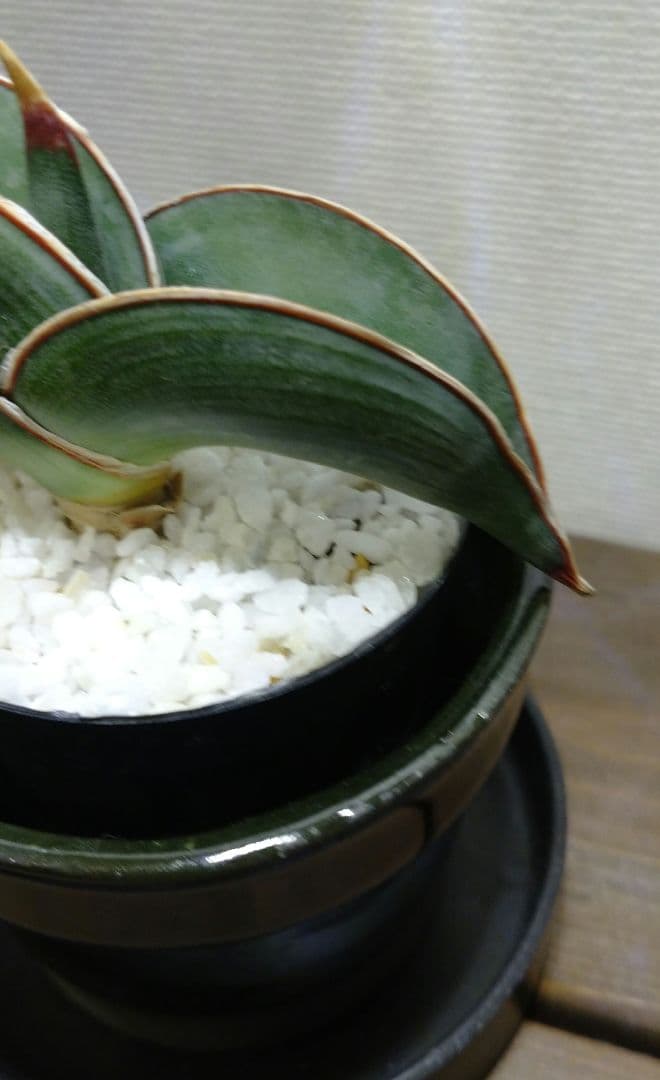 肉厚葉 美覆輪斑 サンスベリア高級品種 ロリダ