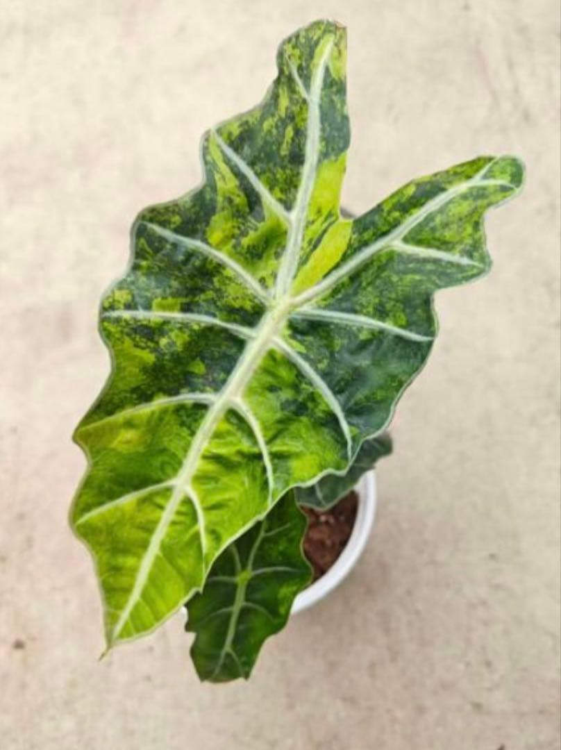 その他観葉植物 Alocasia Polly Aurea TC