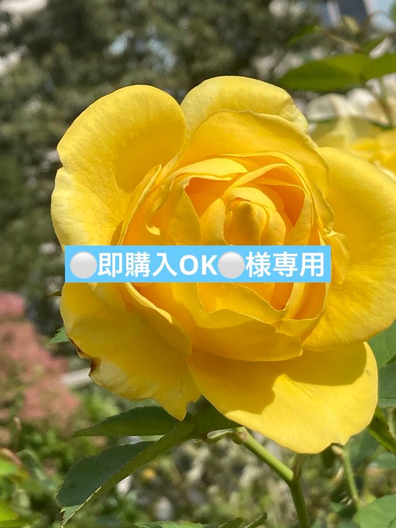 【未開封 シリアルあり】SK-Ⅱ スキンパワークリーム　80g
