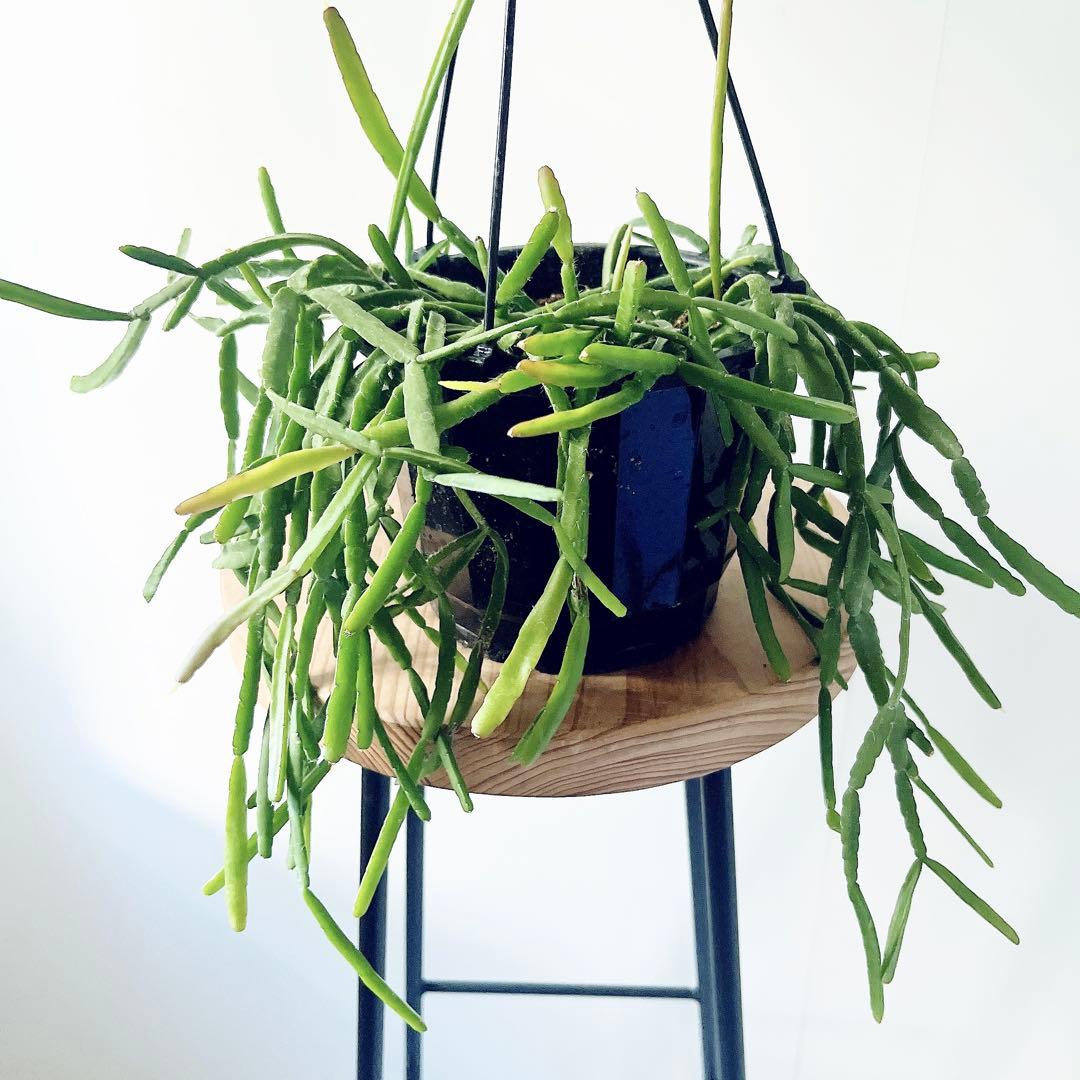 希少 リプサリス ピンクサリー 観葉植物 吊り下げ