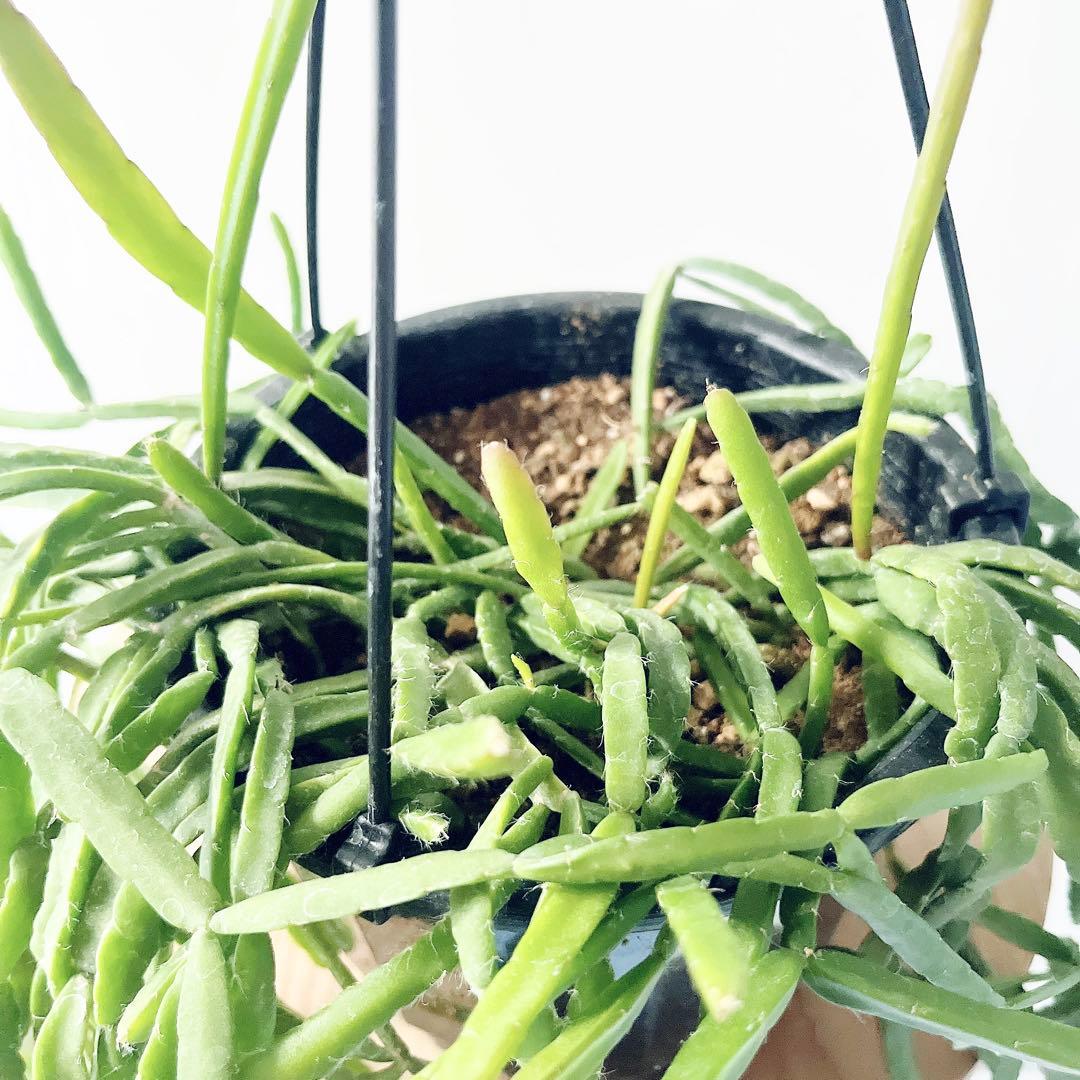 希少 リプサリス ピンクサリー 観葉植物 吊り下げ