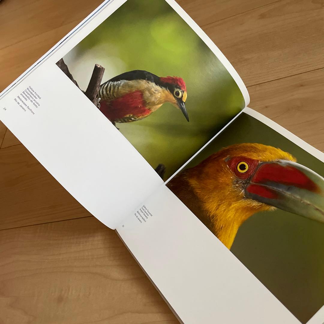 birds of brazil ブラジル 野鳥 写真集