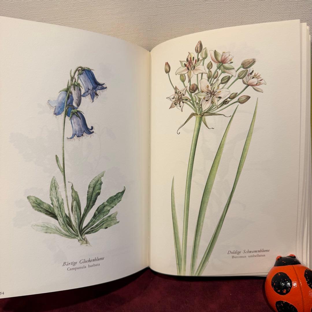 314③1980年ドイツElsa Flesko植物図鑑植物画　ジャンクジャーナル