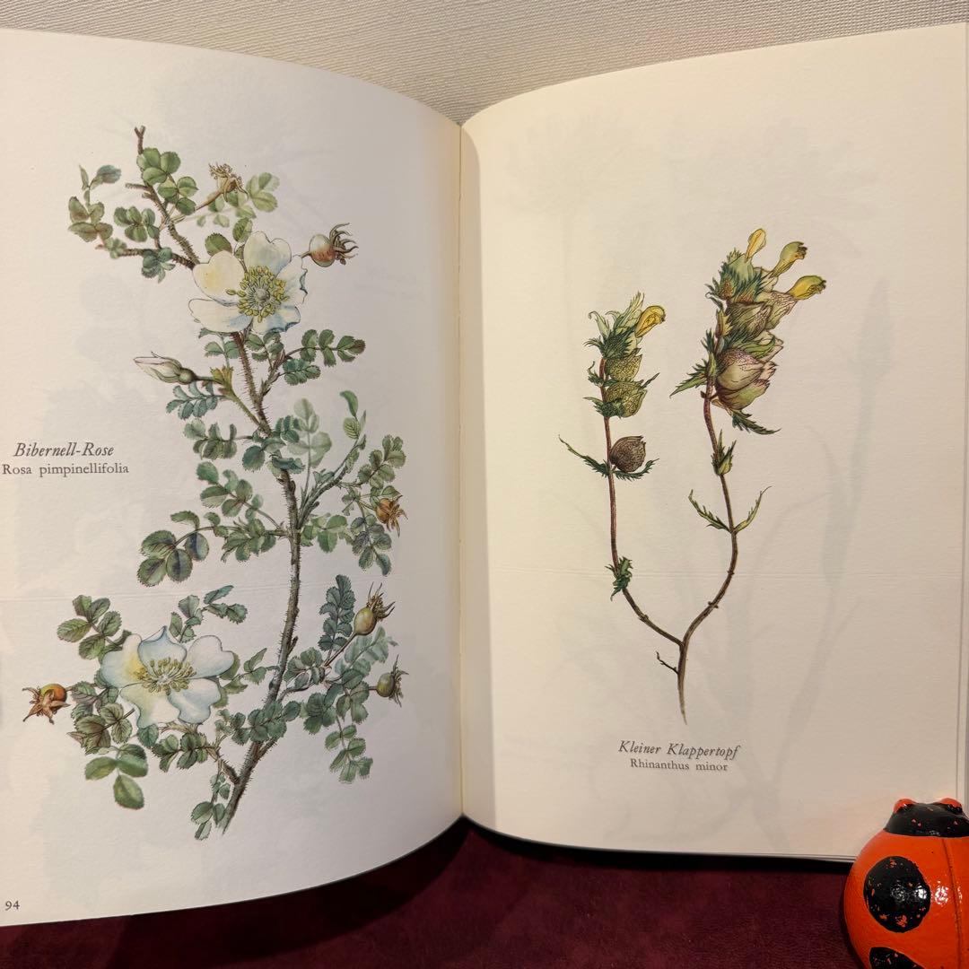 314③1980年ドイツElsa Flesko植物図鑑植物画　ジャンクジャーナル