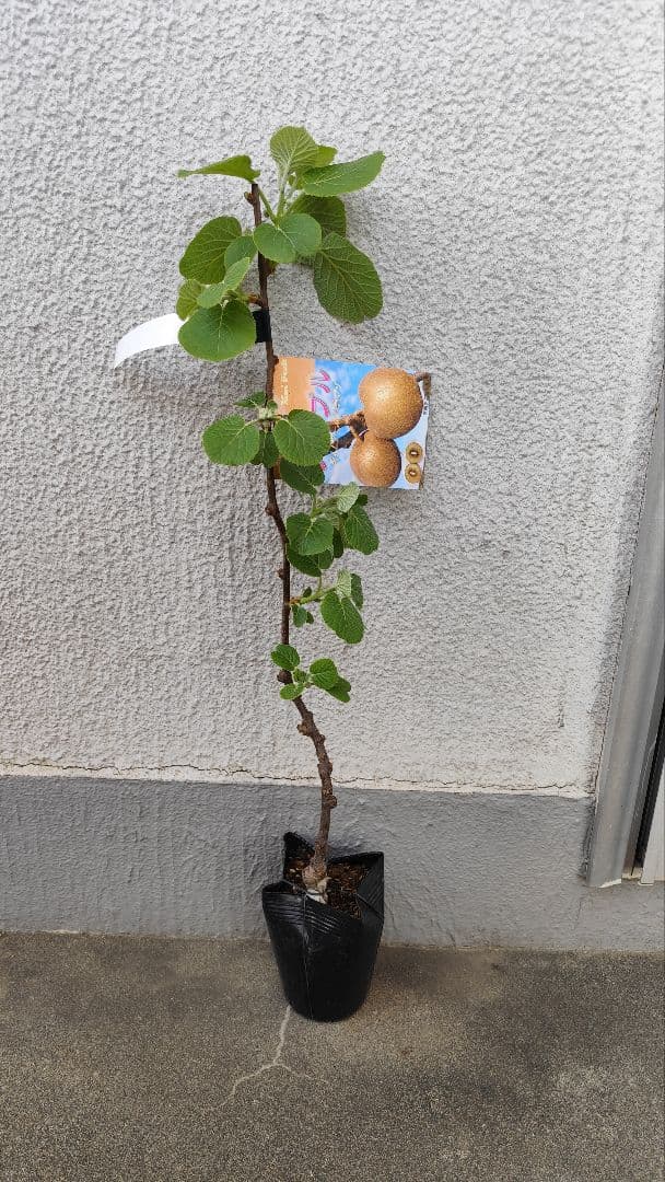 ドット様ご予約⭐️　アップルキウイ　苗　苗木　大苗