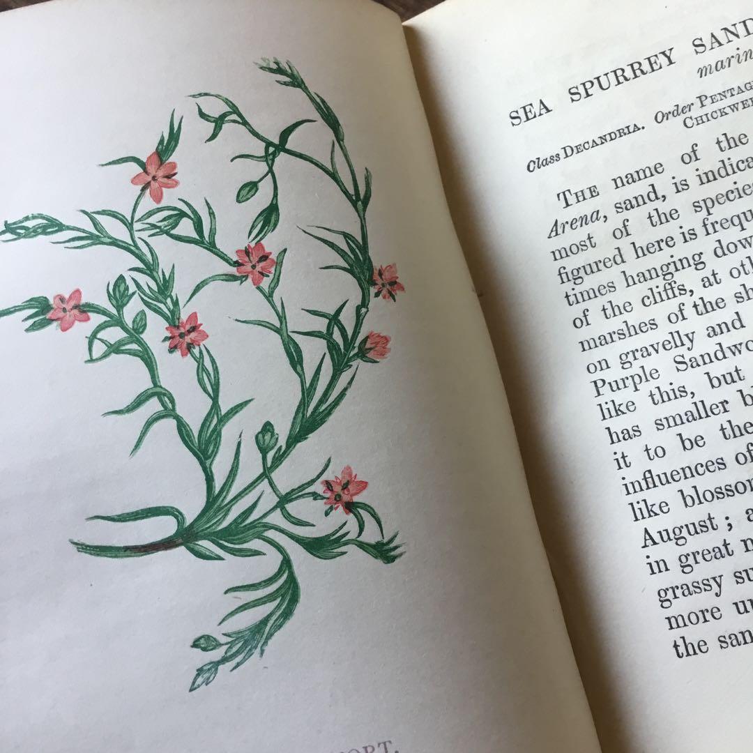 洋書　イギリス　植物図鑑　古い図鑑