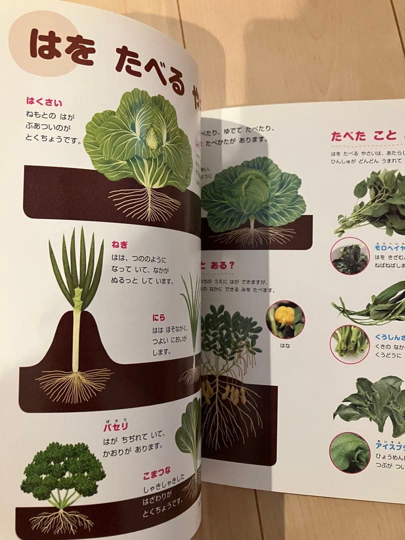 新版ふれあいしぜん図鑑　春夏秋冬セットGakken 小学校受験　幼稚園受験　季節