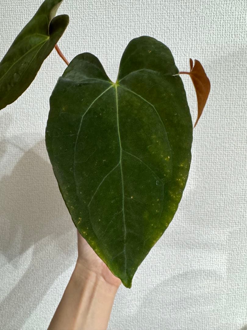 Anthurium Papillilaminum var × RL 4号