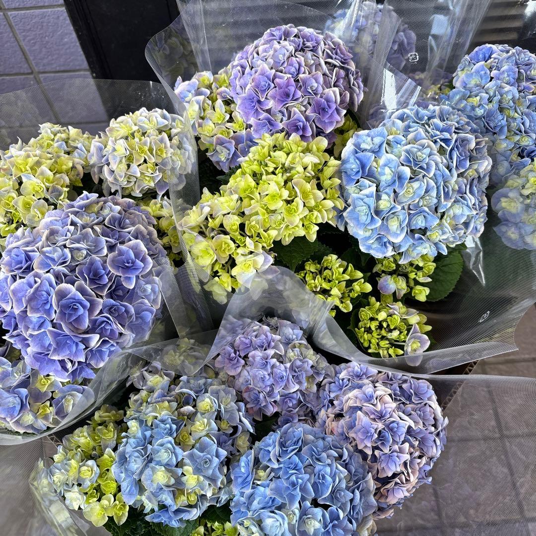 紫陽花シリーズ　紫陽花　旭日昇天　花組　2鉢セット