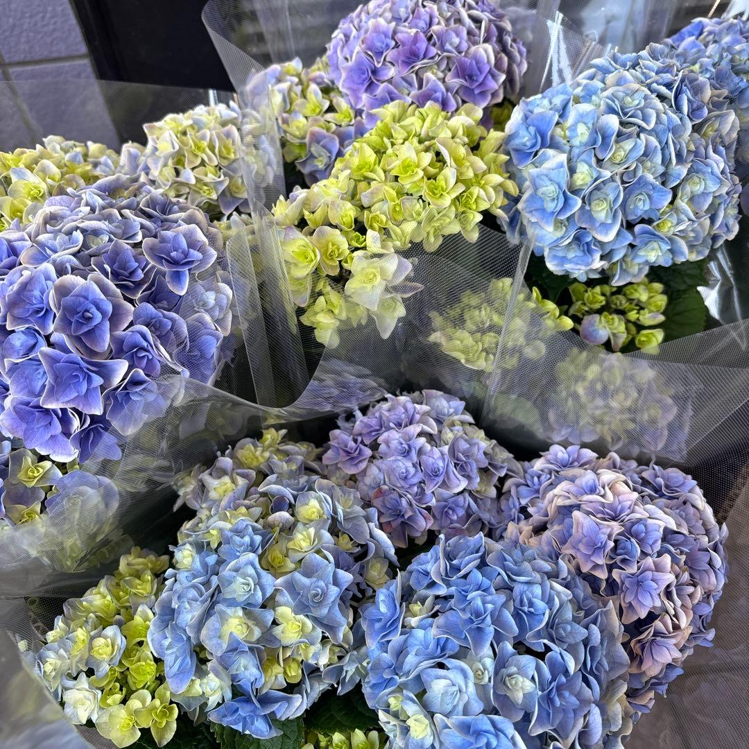 紫陽花シリーズ　紫陽花　旭日昇天　花組　2鉢セット