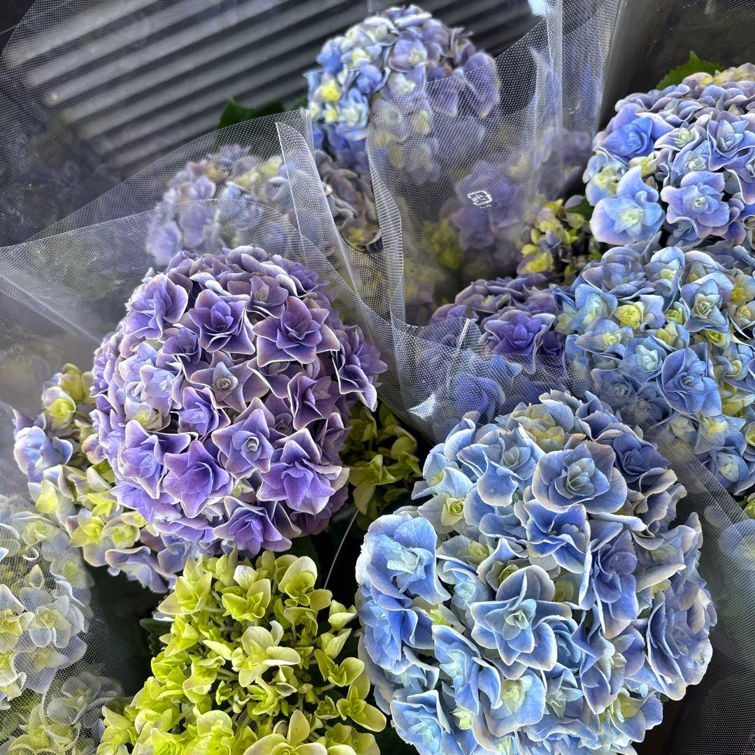 紫陽花シリーズ　紫陽花　旭日昇天　花組　2鉢セット
