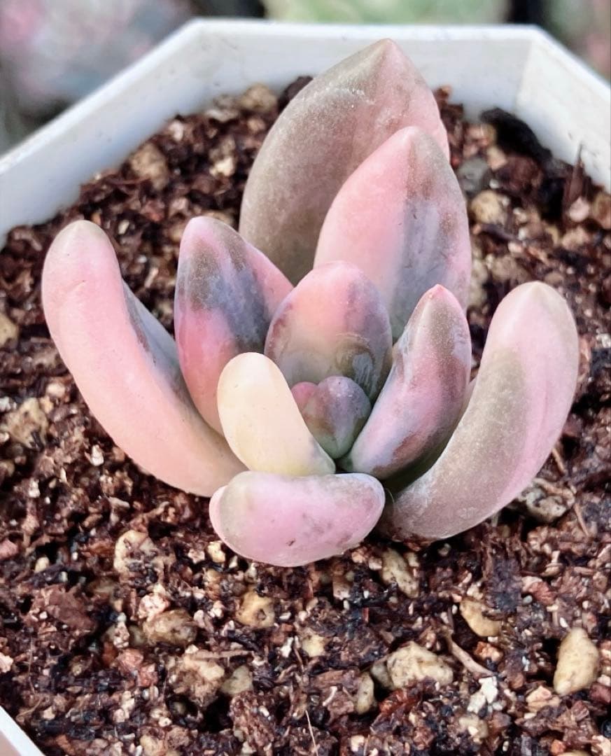 多肉植物　紫麗殿錦　発根済