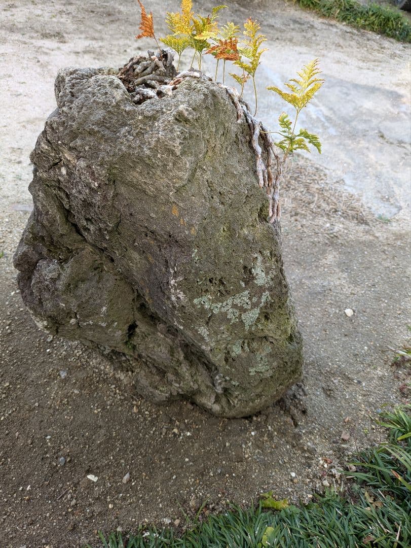 軽石 火山溶岩 引取限定