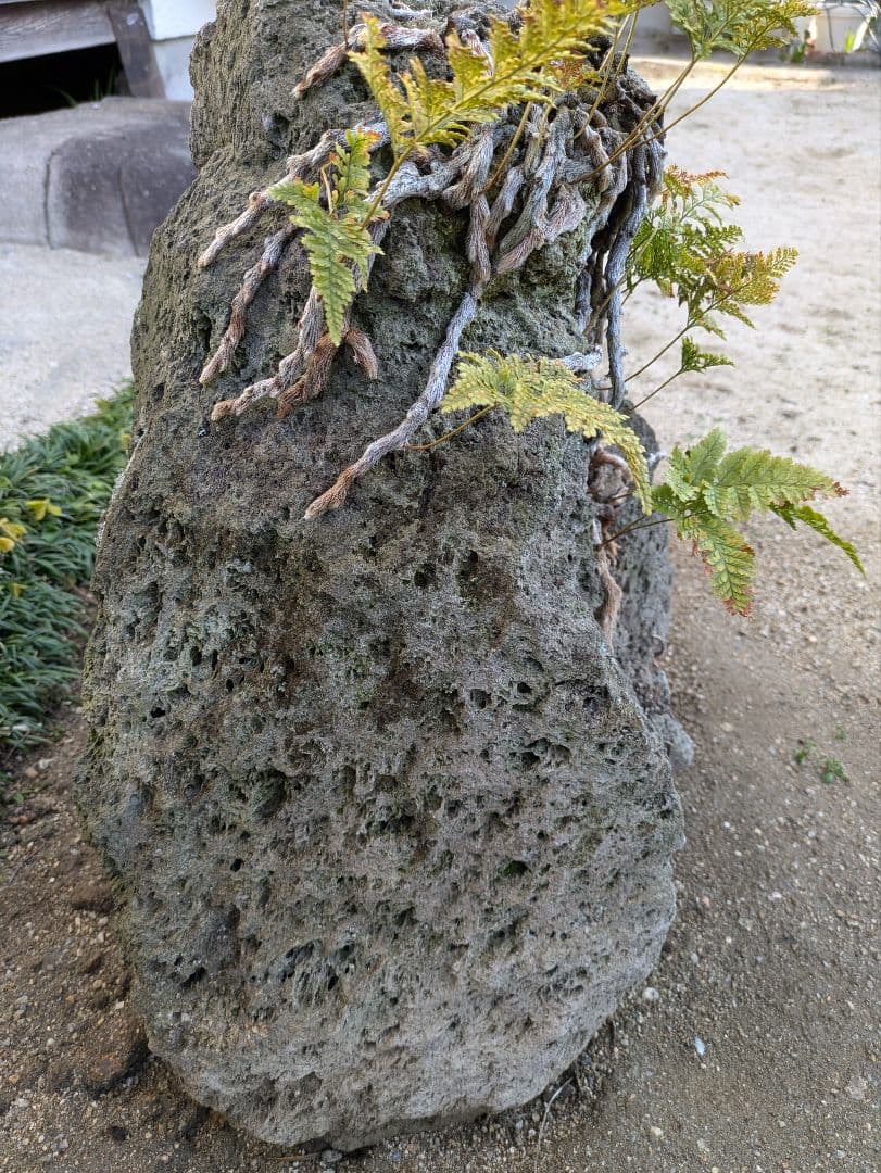 軽石 火山溶岩 引取限定