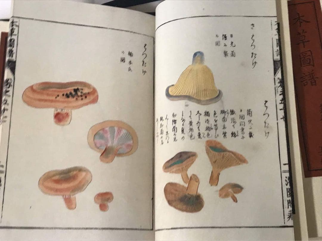 復刻版　本草図譜