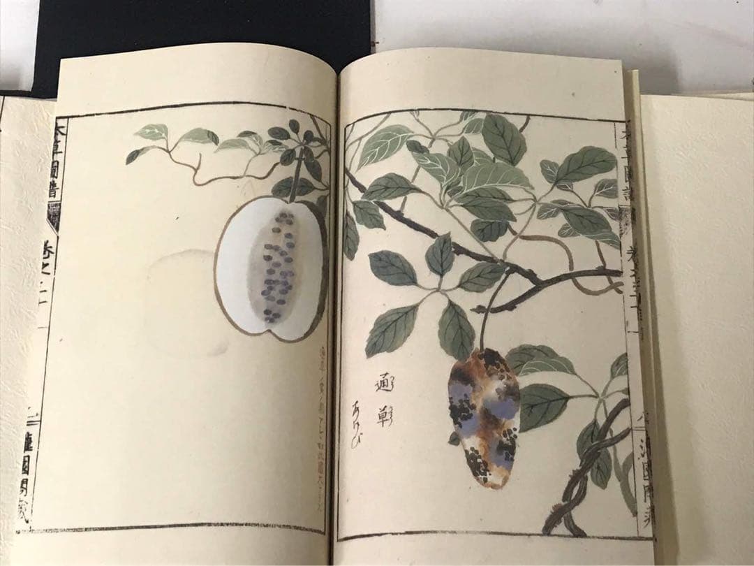 復刻版　本草図譜